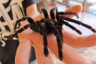 Große Spinne auf einer Hand 