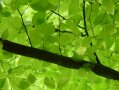 Grüne Blätter an einem Baum