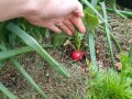 Eine Hand zeigt ein erntereifes Radieschen