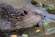 Biber schwimmt im Wasser