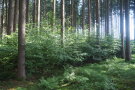 Rotbuchenpflanzung als Vorbau Stadt Mindelheim Bild 2
