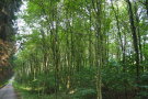 Stieleichen- und Bergahornpflanzung Privatwald 