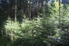 Weißtannenpflanzung im Privatwald