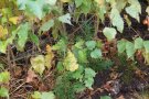 Gesäte Douglasien wachsen im Schutz von Birken auf