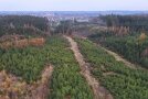 Foto vom Waldgebiet, im Hintergrund Babenhausen