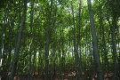 Rotbuche als Vorbau im Nutzungsrechtewald Apfeltrach