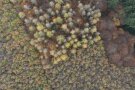 Verschiedene Baumarten mit unterschiedlicher Struktur aus der Vogelperspektive