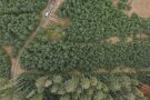 Unterschiedlich hohe Bäume aus der Vogelperspektive