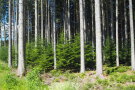 Weißtannenpflanzung als Vorbau Nutzungsrechtewald Unteregg