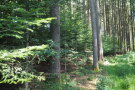 Rotbuchen- und Weißtannenpflanzung als Vorbau im Nutzungsrechtewald Dorschhausen