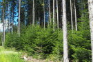 Weißtannenpflanzung als Vorbau im Nutzungsrechtewald