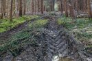 Rückegasse im Wald mit weißer Markierung an den Bäumen