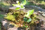 Eine kleine Buche wächst auf einem alten Stammabschnitt im Wald