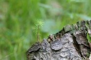 Eine junge Fichte wächst auf einem Holzstumpf im Wald