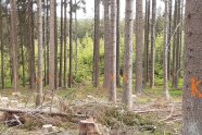Übersehene Käferbäume können schnell zu einem großen Käferloch anwachsen