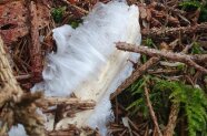 Haareis auf dem Waldboden