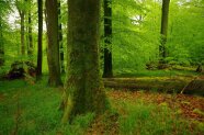 Moosbewachsene Altbäume im Buchenwald