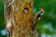 Mittelspecht  füttert Jungvogel in Höhle eines Baumstamms