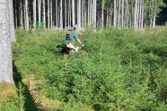 Mann pflegt mit Freischneider dichte Fichten-Naturverjüngung