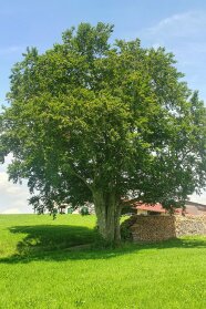 Buche auf Wiese neben Holzpolter