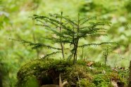 Eine junge Tanne wächst auf einem morschen Holzstumpf im Wald