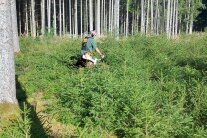 Mann pflegt mit Freischneider dichte Fichten-Naturverjüngung