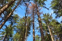 Käferbaum umringt von gesunden Bäumen