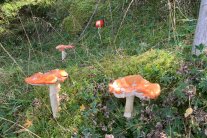 Mehrere Pilze auf Waldboden