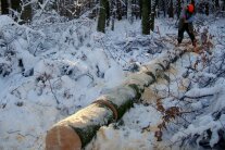 Eine Frau arbeitet einen im winterlichen Wald liegenden Fichtenstamm auf