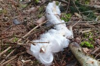 Haareis auf dem Waldboden