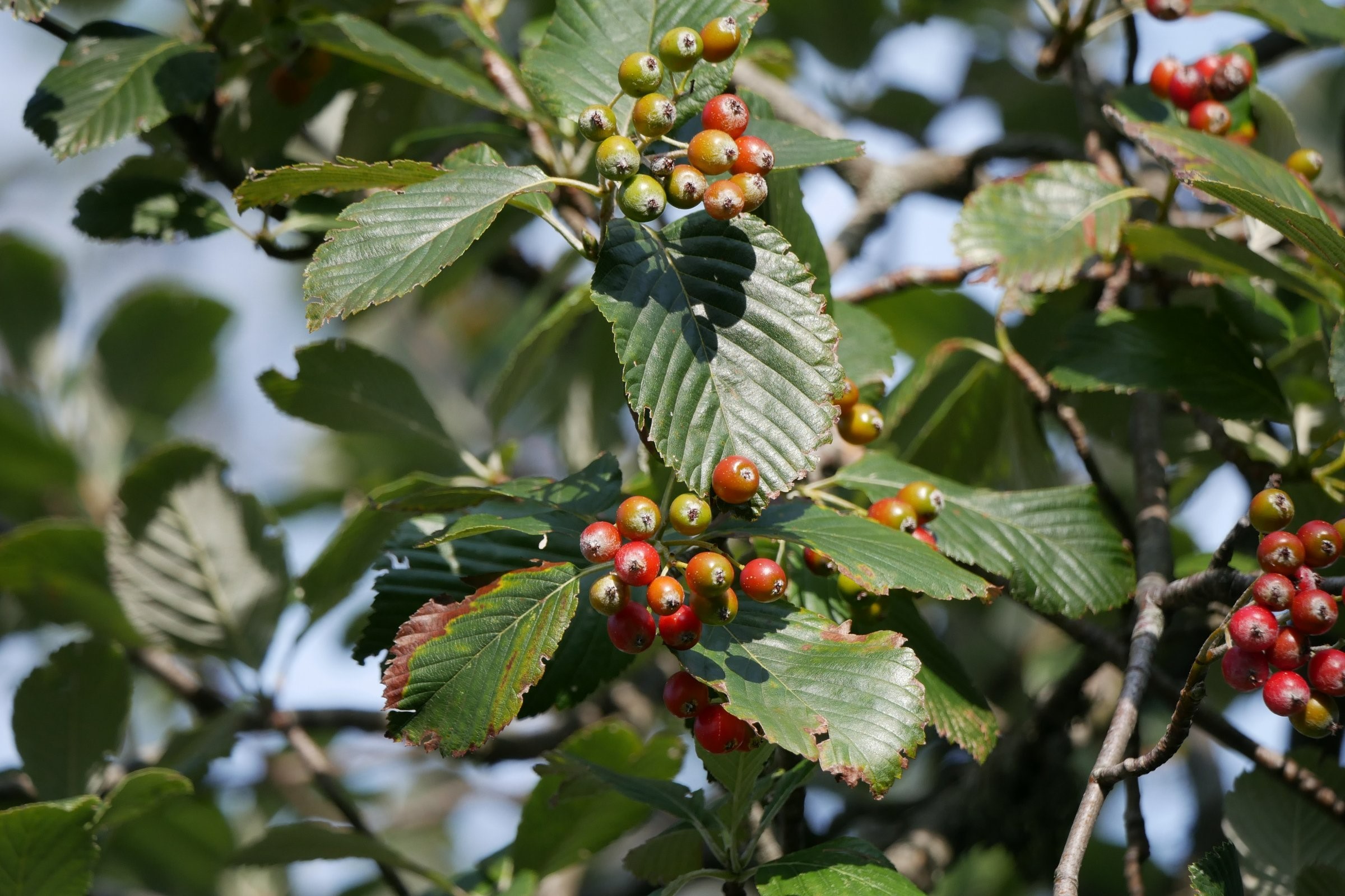 Die Mehlbeere Baum des Jahres 2024