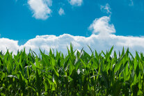 Maisfeld vor blauem Himmel.