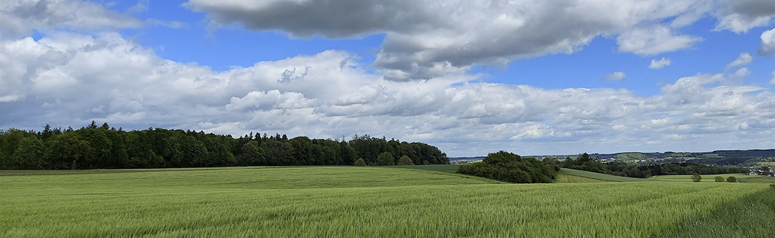 Panoramabild Landschaft mit Getreidefeldern, Wäldern und weißblauem Himmel