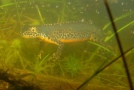 Gelbbauchunke im Aquarium