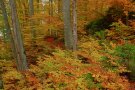 Herbstlicher Buchenwald im Allgäu