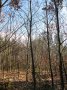 Waldbild mit Stangenholz im Vordergrund und dichten Bäumen im Hintergrund