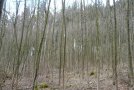 Stangenholz einer Roterlenpflanzung