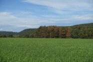 rote Baumkronen am Waldrand