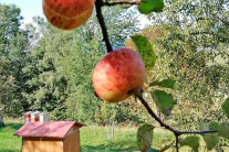 Reifer Apfel und Blätter am Zweig eines Baumes