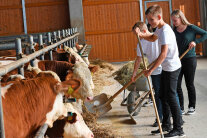 Drei Kinder im Stall beim Füttern von Rindern.